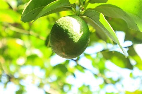 Premium Photo | Lime tree with fruits closeup