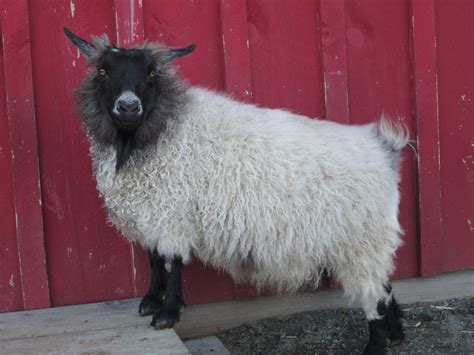 Pygora Goat Type B - is a blend of the characters of the Angora mohair and Pygmy down with a ...