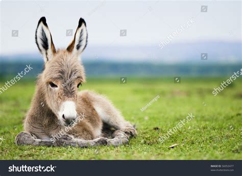 Young Baby Donkey Stock Photo 56053477 | Shutterstock