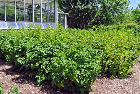 Picking Currants - The Martha Stewart Blog