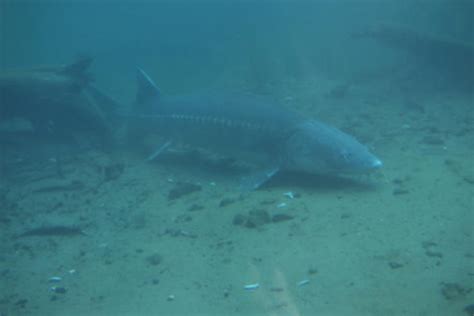 Study Tracks Sturgeon Habitat | Georgia Public Broadcasting