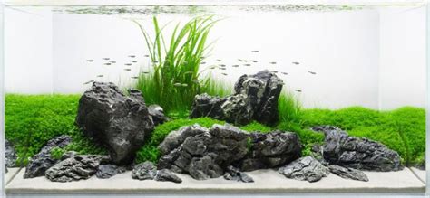 Aquascaping Rocks: Planted Aquarium Hardscape Essentials Part 2 - Aquascaping Love