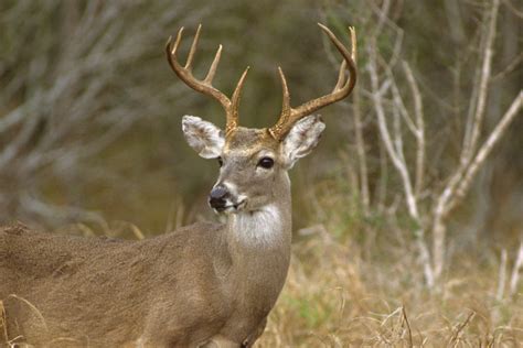 When Deer Season Ends in Texas, All the Dates You Need to Know