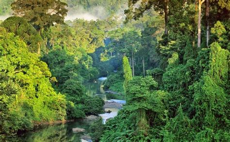 ekosistem-hutan-hujan-di-kalimantan - Borneo Channel