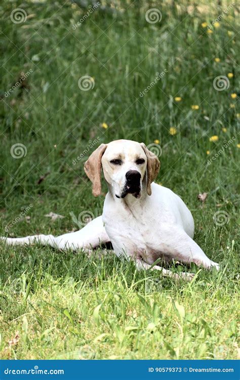 Dog pointer hunting stock image. Image of caccia, inglese - 90579373