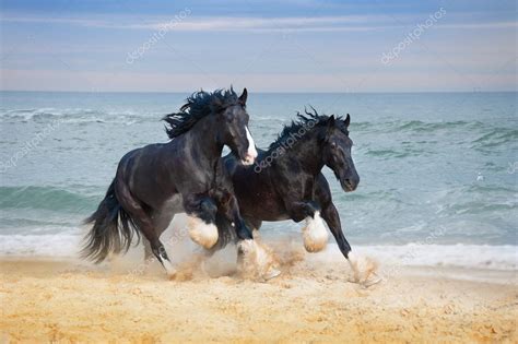 Chevaux race Shire galop à la plage image libre de droit par yurkovska © #86482554