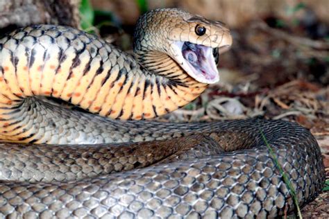 Are Australian snakes the deadliest in the world?