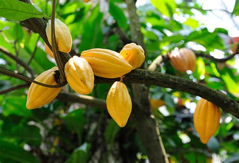 SamAde: Cocoa production in Nigeria