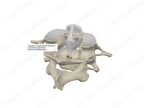 Superior Longitudinal Bands of Cruciform Ligament | Complete Anatomy