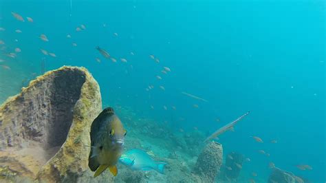 Snorkeling Tour in St. Lucia - Gallery