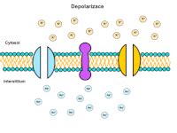 Cell Diffusion Animation