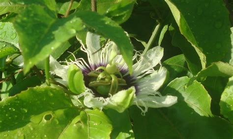 My little vegetable garden: Passion fruit / markisa update 3