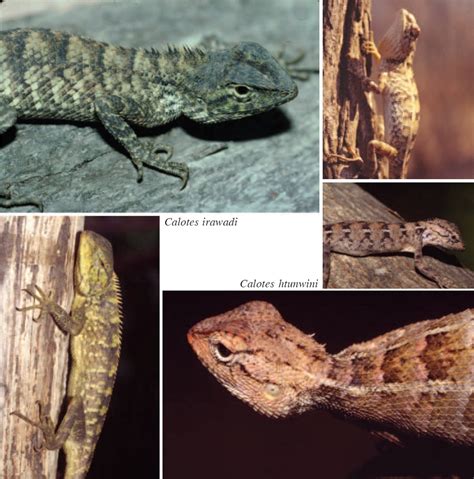 Species New to Science: [Herpetology • 2006] 2 new Calotes; C. htunwini & C. irawadi ...