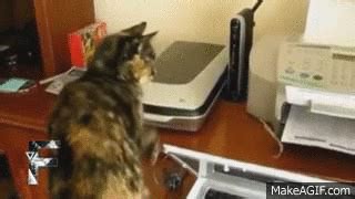 Confused Cat on Make a GIF