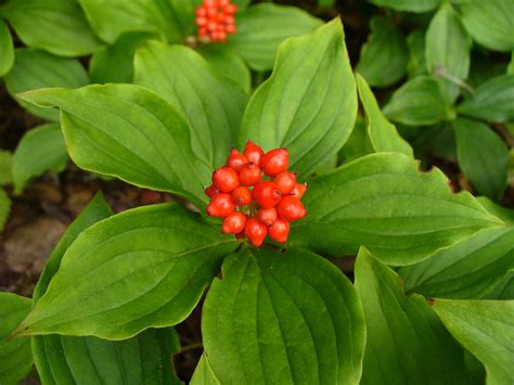 Cornus canadensis - Bunchberry berries | Bunchberry... | Pinterest ...