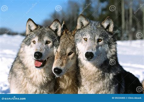 Timber Wolf Pack Portrait Stock Photo - Image: 59224405