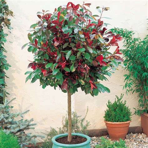 Photinia x fraseri 'Red Robin' - Shrubs - Van Meuwen | Evergreen garden, Garden shrubs, Urban garden