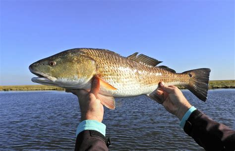 Discover the Fascinating World of Redfish - FishOnTips