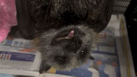 Watching this bat eat a banana makes me wonder why I was ever afraid - The Verge