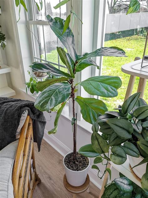 The complete guide to caring for your fiddle leaf fig plant!