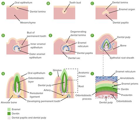 Dientes: Anatomía | Concise Medical Knowledge