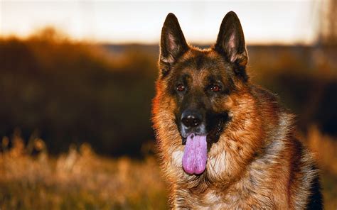 German Shepherd Police Dog Wallpapers - Wallpaper Cave