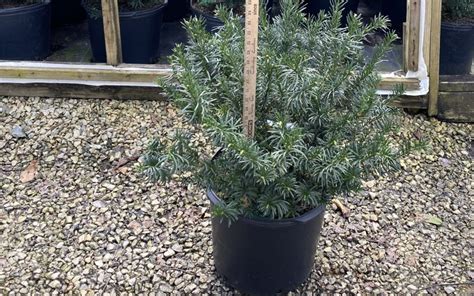 Cephalotaxus ‘drupacea’ - Cam Too Camellia Nursery