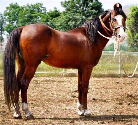 Kathiawari Stallion 'Dilawar' | Kathiyawadi horse, Rare horses, Marwari ...