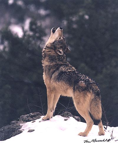 wolf howling | Wolf dog, Wolf photography, Wolf howling