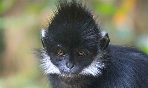 François’ Langur - Los Angeles Zoo and Botanical Gardens