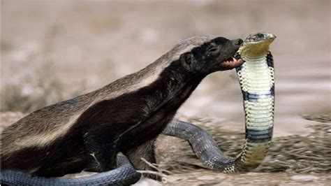 Snake fight with Honey Badger ,who win? Unexpected Results - YouTube