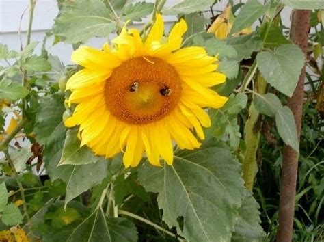 Sunflower face - Planters Place