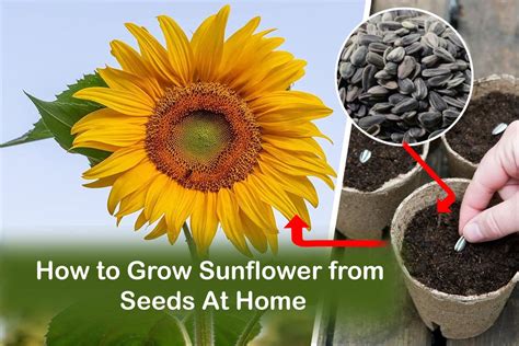 How to Grow Sunflower from Seeds At Home | Plants Information