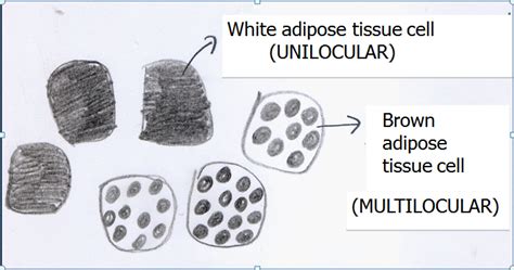 Connective Tissue