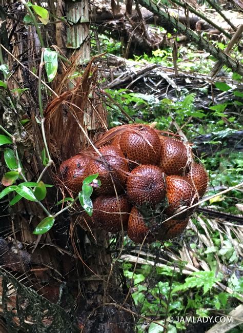 Salak or Snakefruit: The star of Bali’s farmers markets – JAMLADY.COM