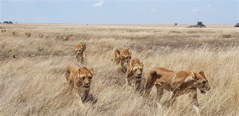 Lions In Africa