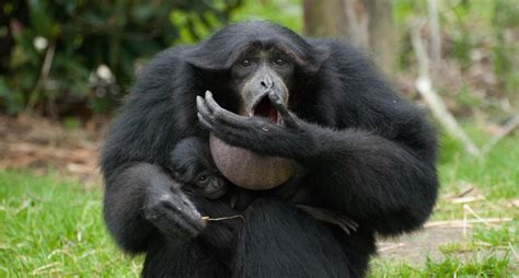 Siamang Gibbon II by paldorslate on DeviantArt