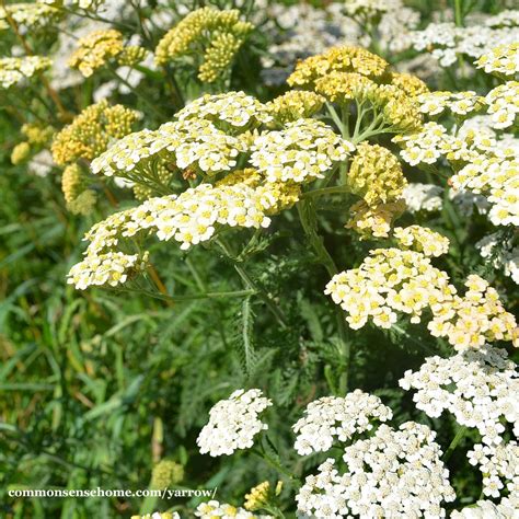 Yellow Yarrow Flower