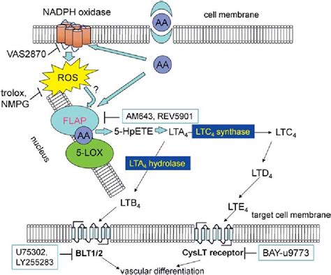 leukotriene signaling pathway | Semantic Scholar