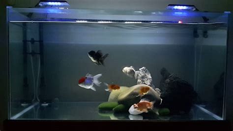 Goldfish aquarium set up 2 - YouTube