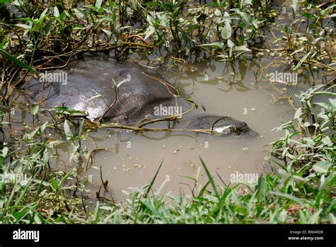 Ganges soft shelled turtle hi-res stock photography and images - Alamy