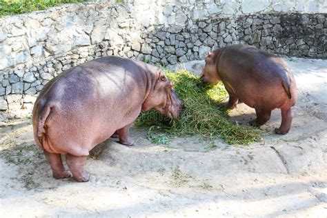 Feeding Hippopotamus stock image. Image of africa, mammal - 166374051