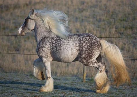 Shire | Horse Breed | History,Characteristics,Uses and Other Information - Amazing Pets For You