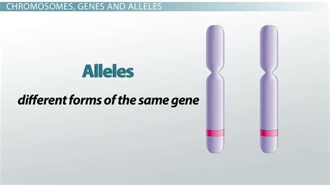 Homozygous vs. Heterozygous | Definition & Differences - Lesson | Study.com