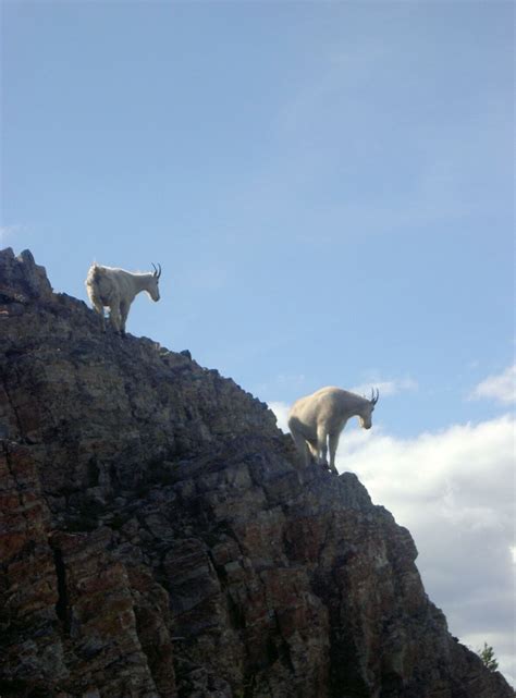 Eight Facts About Mountain Goats You Should Know - National Forest ...