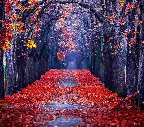 21+ Autumn Backgrounds, Fall Wallpapers, Pictures, Images | FreeCreatives