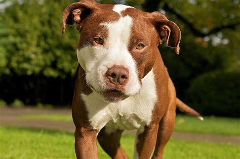 Pit Bull Puppy Wallpaper HD (51+ images)