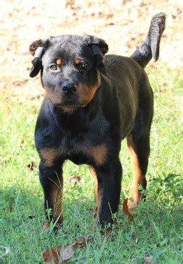 23+ Clipped Ear Rottweiler With Cropped Ears - l2sanpiero