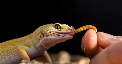 Leopard Gecko Behavior - AnimalBehaviorCorner