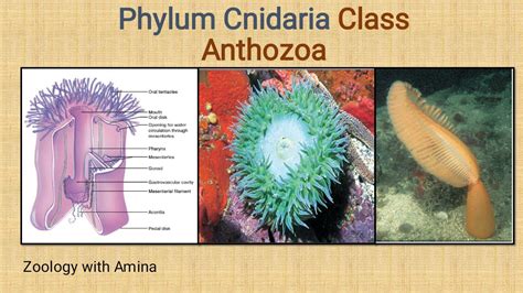 Phylum Cnidaria Class Anthozoa | Sea anemones and corals - YouTube